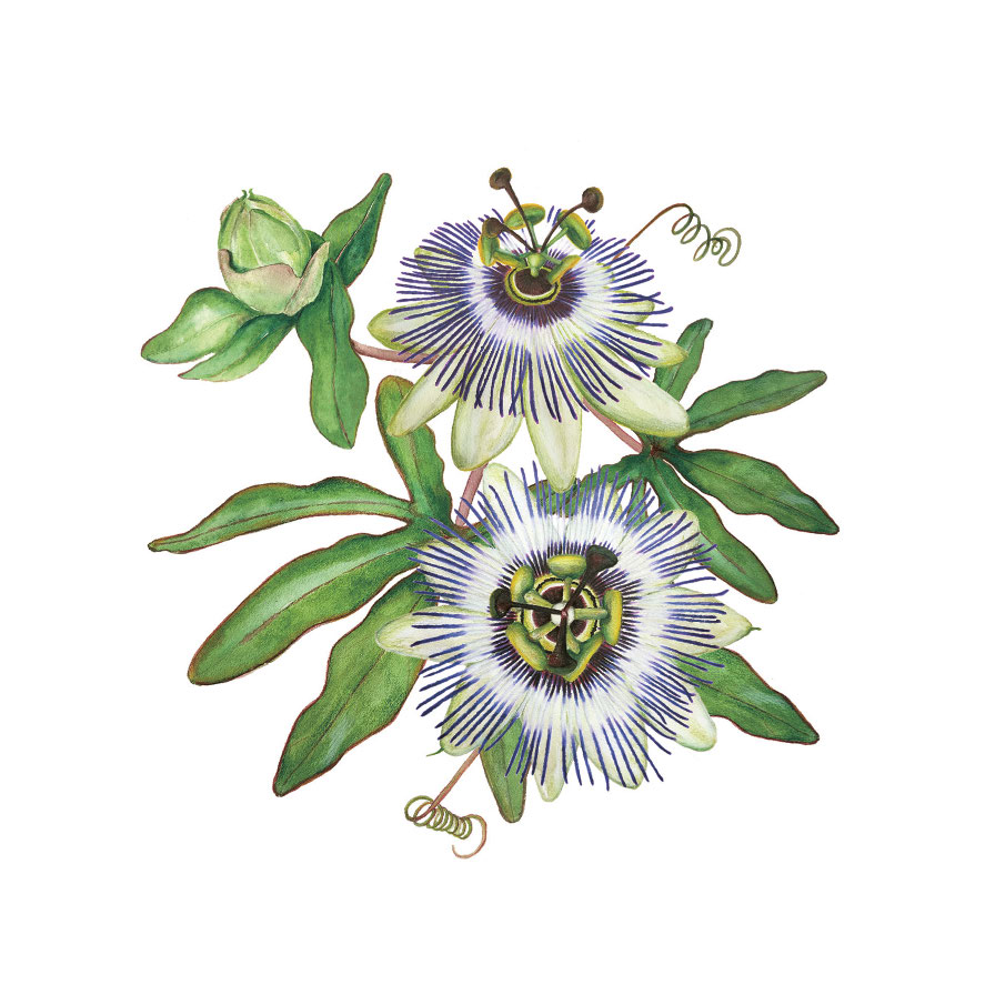 Blanco